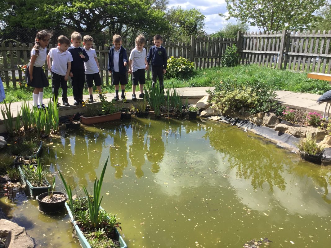 Springfield Primary School Pond